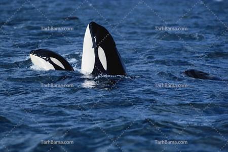 تصویر با کیفیت نهنگ های دو رنگ